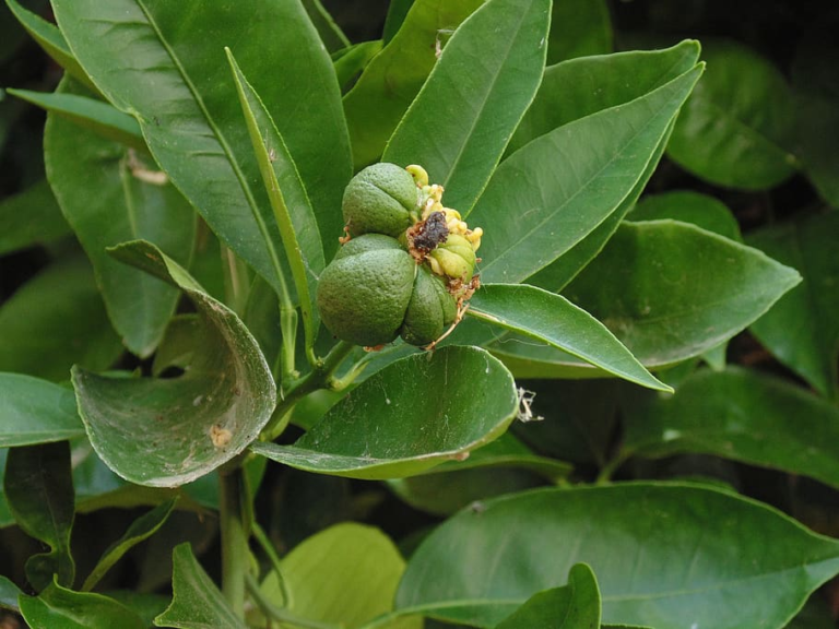 Extracto De Hojas De Guayaba Con Aloe Vera Vida Saludable